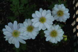 Anemone blanda 'White Splendour' bestellen